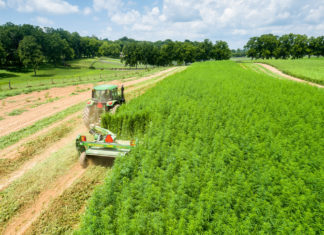Attorneys Scrutinize USDA Hemp Rules A tractor in a field of marijuana harvesting the crops