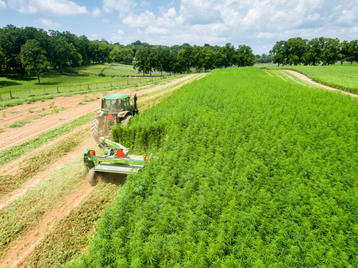 A tractor in a field of marijuana harvesting the crops