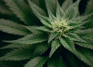 Counties Cautious With Slow Rollout of Marijuana Delivery