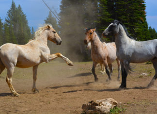 Colorado Lawyers Win in 9th Circuit Endangered Species Act Case Three Pryor Mountain Mustangs in a field in Montana