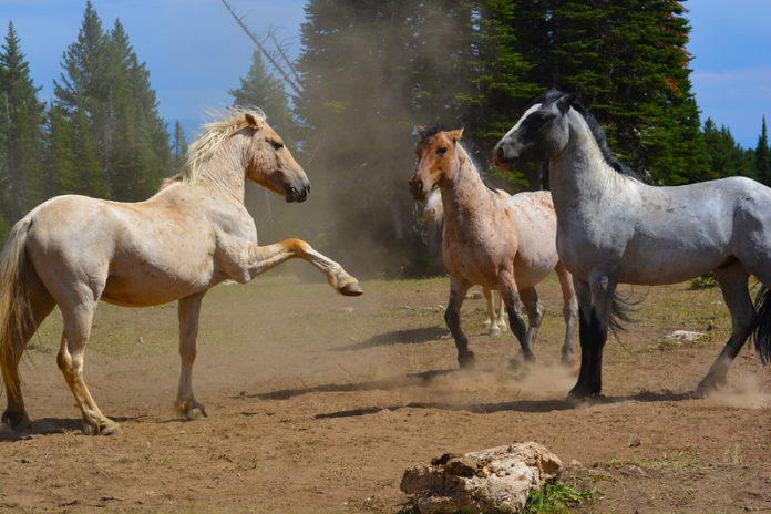Three Pryor Mountain Mustangs in a field in Montana