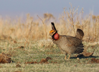 Plan to Protect Lesser Prairie Chicken Pits Oil and Gas Industry Against Conservationists lesser prairie chicken