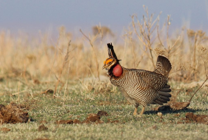 lesser prairie chicken