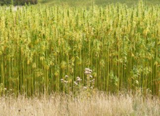 Colorado Lawmakers Back Hemp