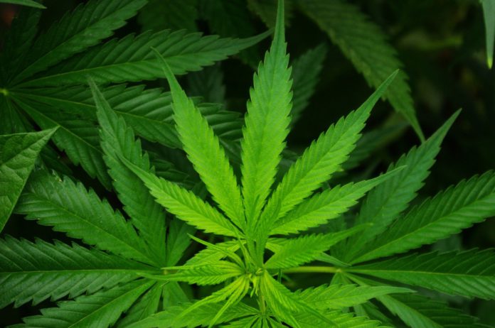 MARIJUANA