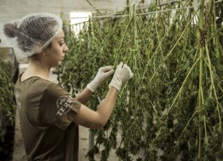 Thomas Issues Statement on Colorado Marijuana Appeal as SCOTUS Denies Cert A cannabis farmer tends to crops.