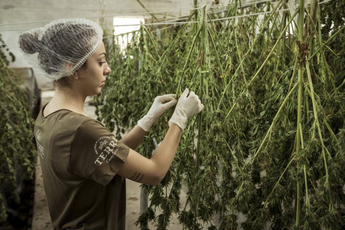 A cannabis farmer tends to crops.