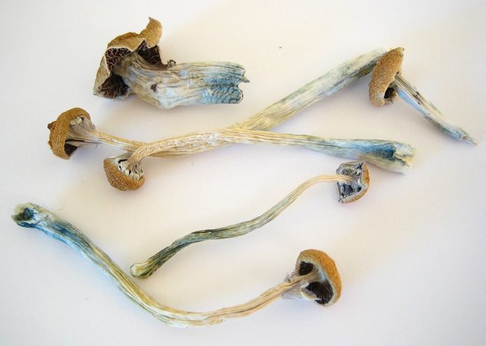 1024px-Dried_Cubensis Psilocybin mushrooms