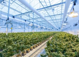 CBO Announces Partnership for Cannabis Technical Assistance rows of cannabis are growing at an industrial facility