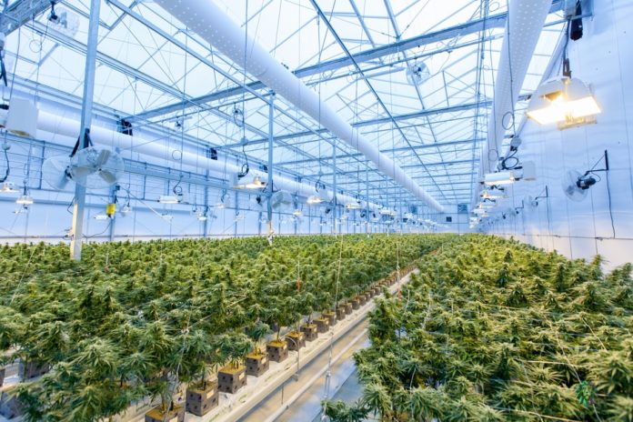 rows of cannabis are growing at an industrial facility