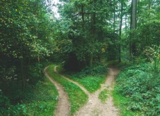 Panel Reexamines the JD Advantage A dirt path splits into a two pronged fork in a green forrest with tall trees