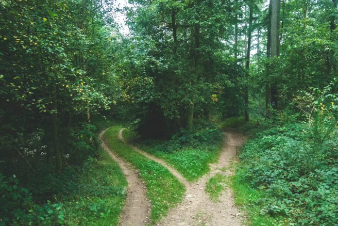 A dirt path splits into a two pronged fork in a green forrest with tall trees
