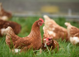 Defendants Acquitted in Antitrust Trial Over Poultry Prices A brown hen standing in green grass with another brown hen laying in green grass. Other brown hens against green grass are out of focus in the background.