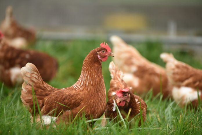 A brown hen standing in green grass with another brown hen laying in green grass. Other brown hens against green grass are out of focus in the background.