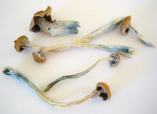 Psychedelic Mushrooms Initiative Reaches November Ballot in Colorado Magic Mushrooms