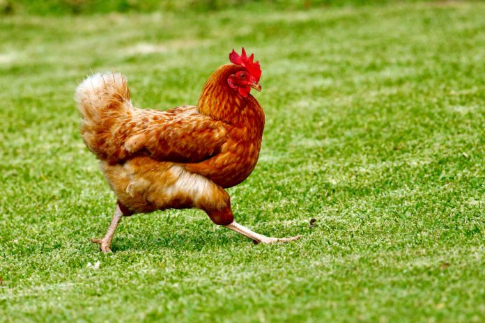 A brown hen runs across a green field.