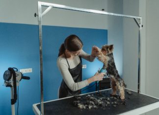 California Lawsuit Questions Legality of PetSmart Training Repayment A small dog on an elevated table has its front legs lifted and belly shaved by a woman in an apron holding blue clippers.