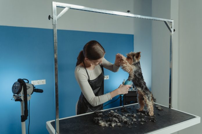 A small dog on an elevated table has its front legs lifted and belly shaved by a woman in an apron holding blue clippers.