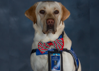 A Brief History of Justice System Dogs Bodhi is sitting still for an official employee photo with the Denver District Attorney’s Office. He’s a Lab mix and is wearing a green and red striped bowtie and an official looking harness with a staff badge and building ID photo of himself clipped to his harness.