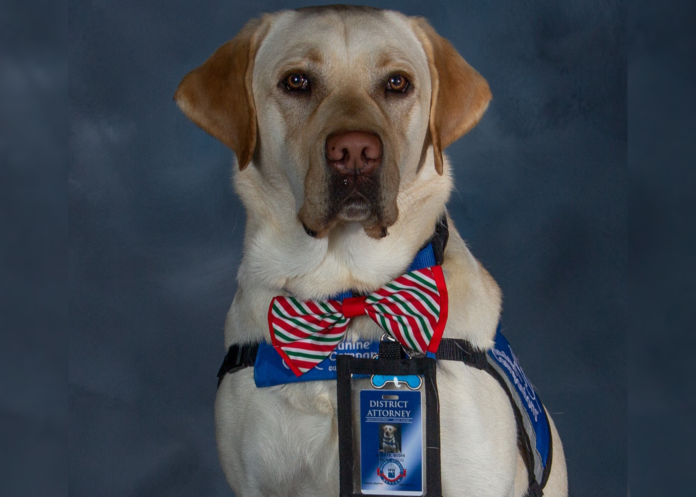 Bodhi is sitting still for an official employee photo with the Denver District Attorney’s Office. He’s a Lab mix and is wearing a green and red striped bowtie and an official looking harness with a staff badge and building ID photo of himself clipped to his harness.
