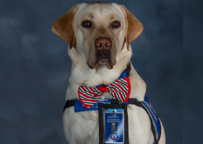 Bodhi-Court Dog Bodhi is sitting still for an official employee photo with the Denver District Attorney’s Office. He’s a Lab mix and is wearing a green and red striped bowtie and an official looking harness with a staff badge and building ID photo of himself clipped to his harness.