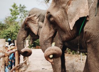 Colorado Zoo Named in Elephant Habeas Corpus Case Two elephants stand in front of a wood fence with a line of children on the other side.
