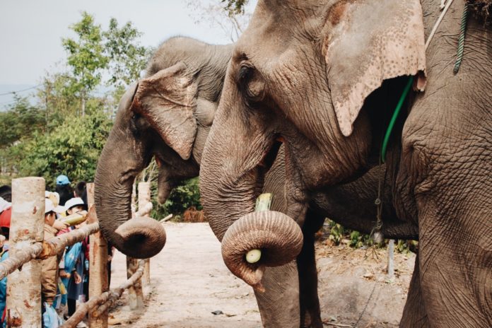 Two elephants stand in front of a wood fence with a line of children on the other side.