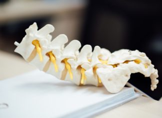 Speciality Spotlight: Cracking the Chiropractic Defense A model of a human spine and pelvis lays on a table with papers underneath it
