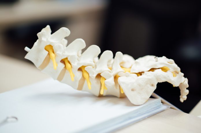 A model of a human spine and pelvis lays on a table with papers underneath it