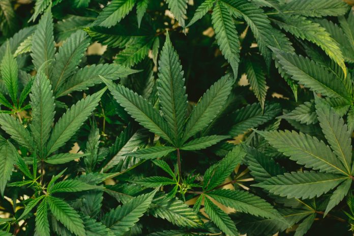 jeff-w-r19PtSh4m7A-unsplash Multiple green plants are gathered as the leaves are shown.