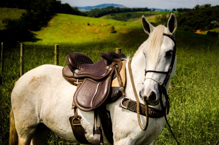 A horse is saddled up in front of a fence with green hilly land behind it.