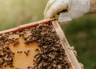 What’s the Buzz? Colorado’s Precedent-setting ‘Honey Laws’ Dating Back to 1902 a beekeeper holds a hive frame up that’s covered with bees, ready to scrape honey off the comb