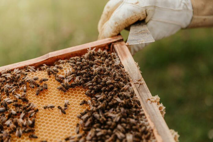 a beekeeper holds a hive frame up that’s covered with bees, ready to scrape honey off the comb