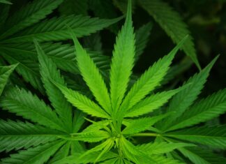 Still much unknown on how marijuana policies would change in states under Biden plan marijuana leaves